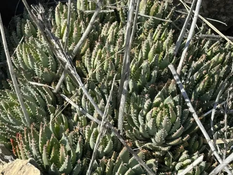 Aloe brevifolia