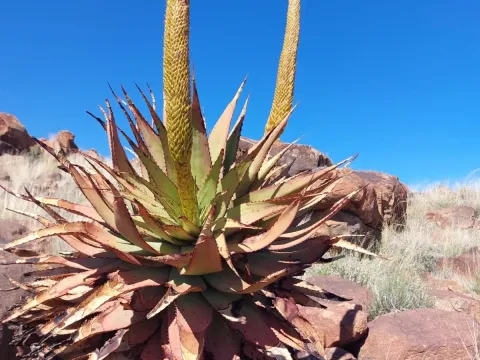 Aloe broomii