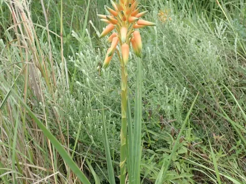 Aloe cooperi