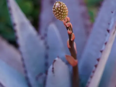 Aloe rubroviolacea