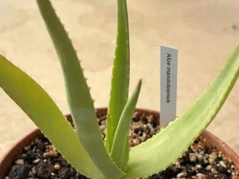Aloe mandotoensis