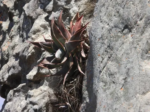 Aloe laeta