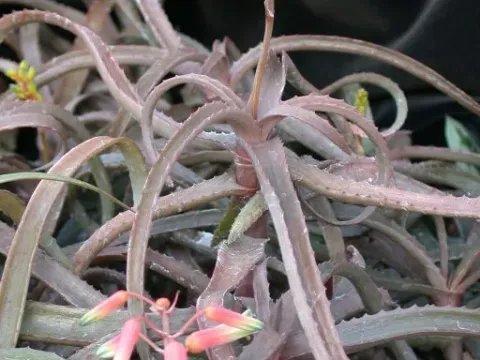 Aloe delphinensis