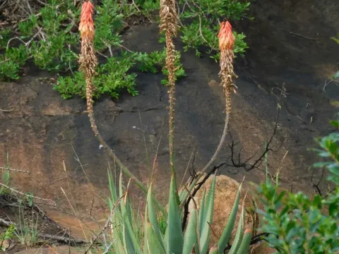Aloe reitzii
