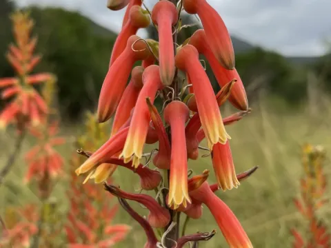 Foster's Aloe