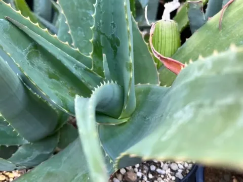 Aloe canarina