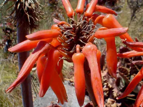 Aloe collina