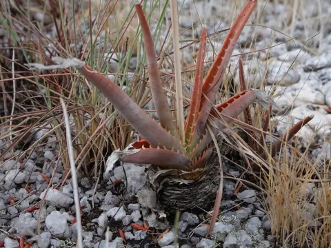 Compressed Aloe