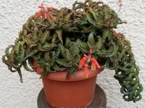 Aloe castilloniae