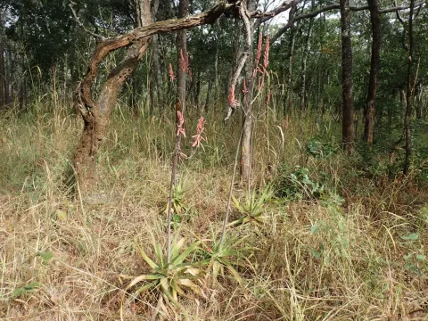 Aloe christianii