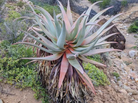 Aloe comosa