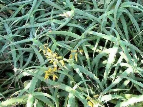 Aloe confusa