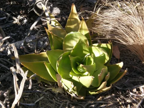 Aloe deltoideodonta
