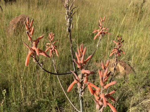 Aloe dewetii