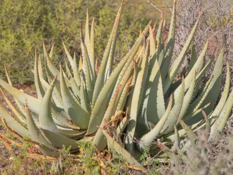 Aloe falcata