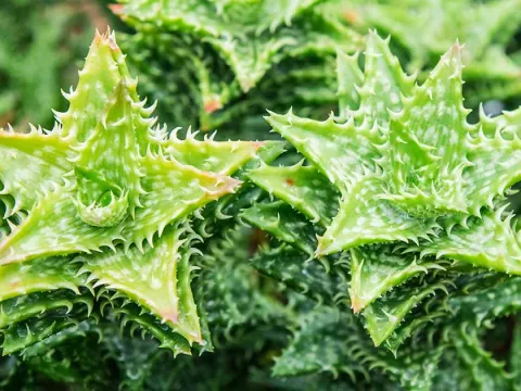 Aloe juvenna