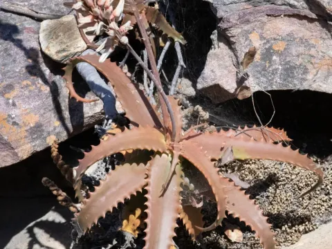 Aloe palmiformis
