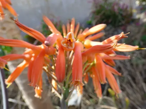 Purple Aloe