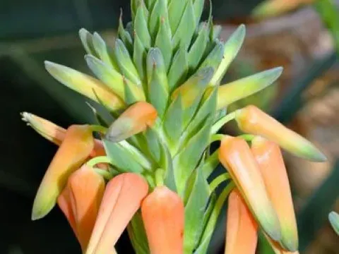 Aloe vossii