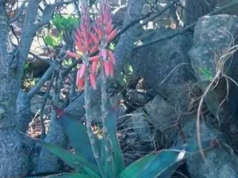 Aloe thorncroftii