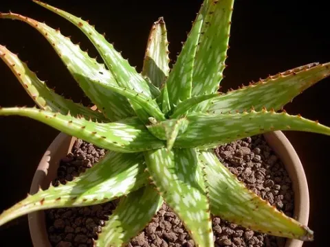 Somali aloe