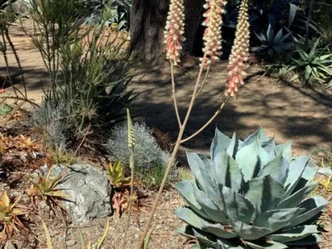 Aloe lavranosii