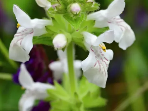Stachys spinulosa