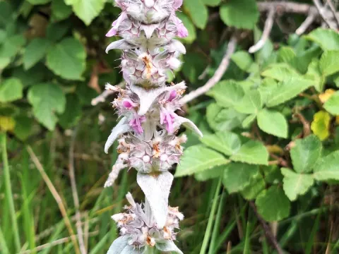 Stachys thirkei