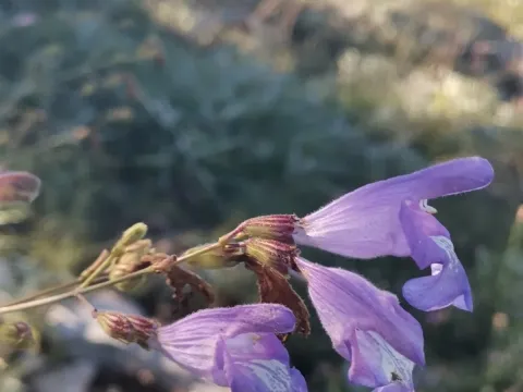 Шалфей короткозубчатый