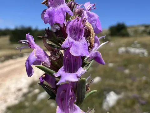 Satureja subspicata