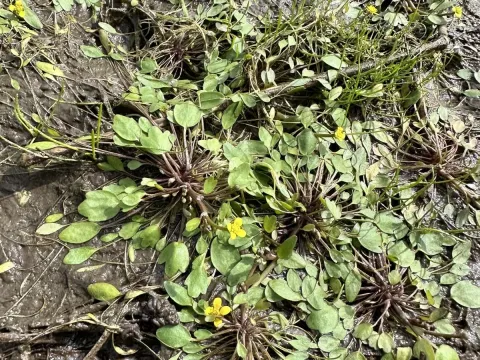 Ranunculus polyphyllus
