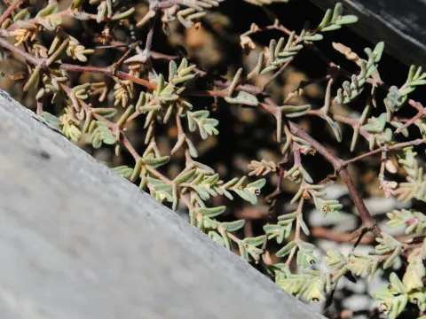 Hidden spurge
