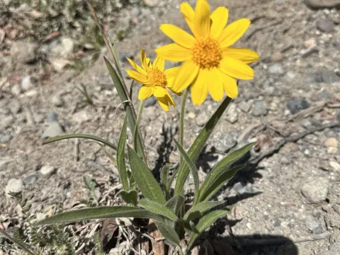 Arnica angustifolia