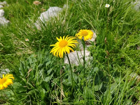 Doronicum glaciale