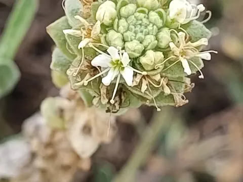 Petalonyx