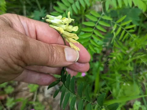 Sparse-flowered vetch