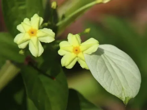 Yellow Mussaenda