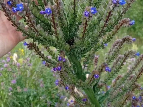 Anchusa procera