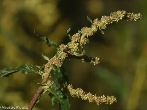 Atriplex lasiantha