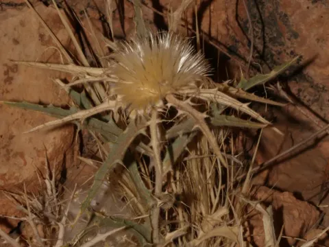 Atractylis carduus