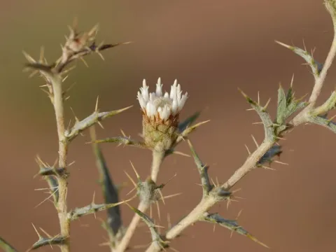 Atractylis serratuloides