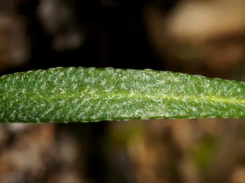Alyssum linifolium