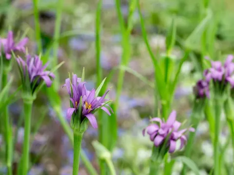 Tommasini's Salsify
