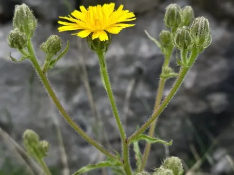 Picris hispidissima
