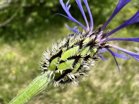 Tuberous cornflower