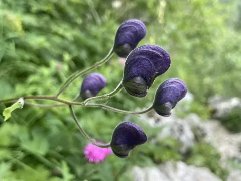 Aconitum degenii