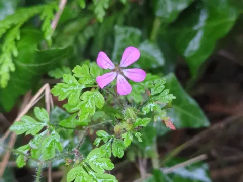 Geranium