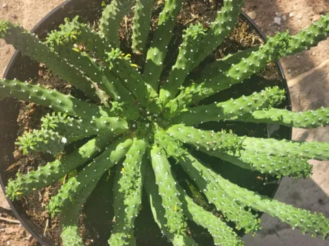 Hutton's Euphorbia