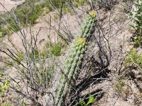 Loxanthocereus