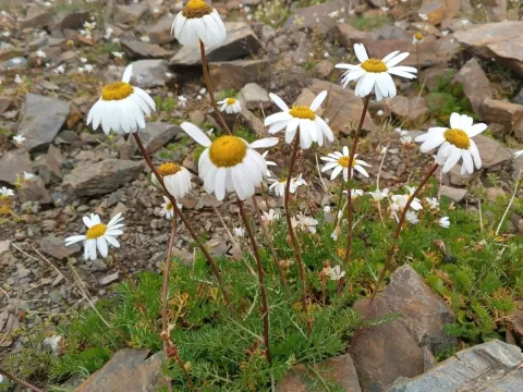 Caucasian mayweed